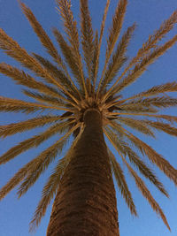 Low angle view of palm trees against blue sky