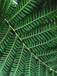 Full frame shot of fern plant