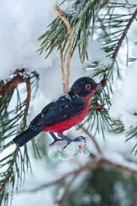 Low angle view of bird perching on tree