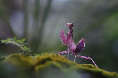 Close-up of pink flowering plant