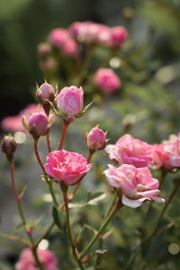 Close-up of pink flowering plant