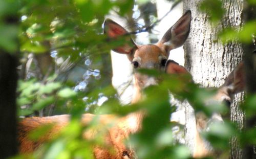 Low angle view of deer on tree in forest