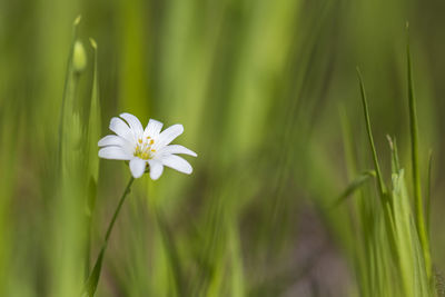 Close-up of white flowering plant on field