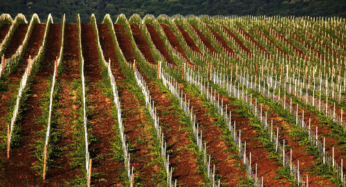 View of vineyard