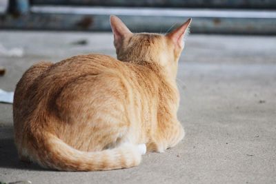 Close-up of a cat looking away
