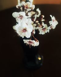 Close-up of flowers on tree