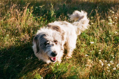 View of dog on field