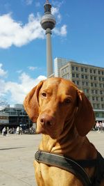 Close-up of dog in city