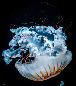 Close-up of jellyfish in sea