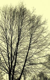 Low angle view of bare trees against sky