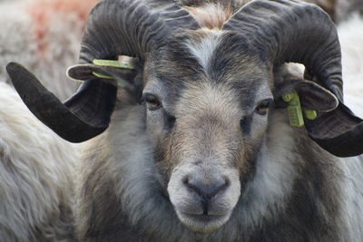 Close-up portrait of sheep