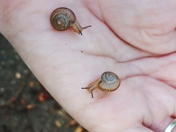 Close-up of snail on hand