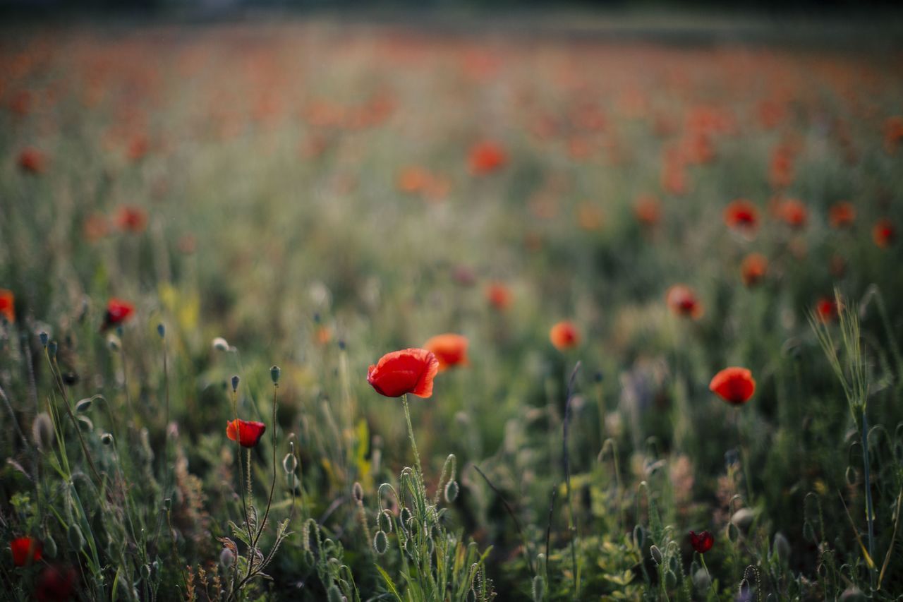 flower, freshness, red, growth, plant, poppy, beauty in nature, field, fragility, nature, blooming, petal, flower head, focus on foreground, stem, growing, tranquility, selective focus, outdoors, no people
