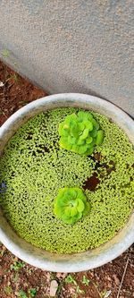 High angle view of plant in bowl