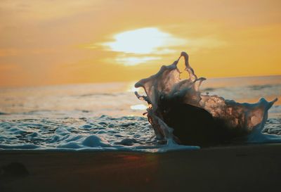 View of crab on beach during sunset