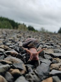 Close-up of snail on rocks