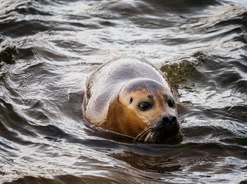 Harbour seal in the river thames 