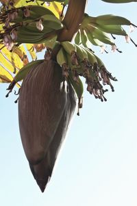 Low angle view of leaves