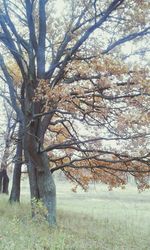 Bare tree in forest