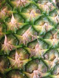 Full frame shot of cactus