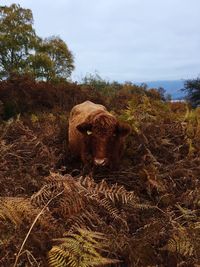 Highland cattle standing amidst plants against sky