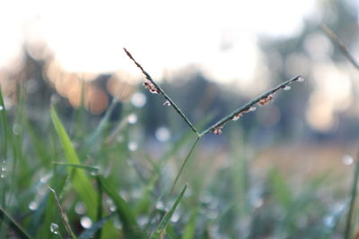 Close-up of insect on wet plant