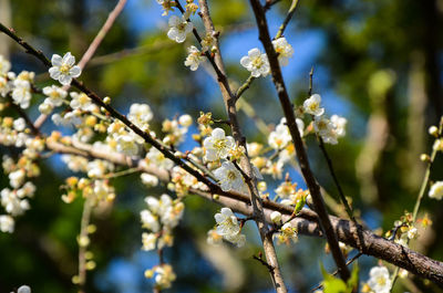 Close-up of white flowers on branch