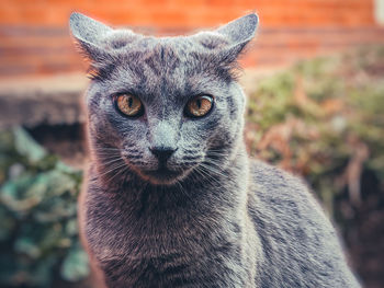 Close-up of cat