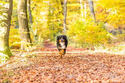 Sweet bernese mountain dog in autumn