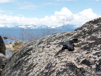 Close-up of lizard on cliff by sea against sky