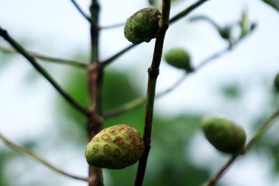 Close-up of fruit growing on tree