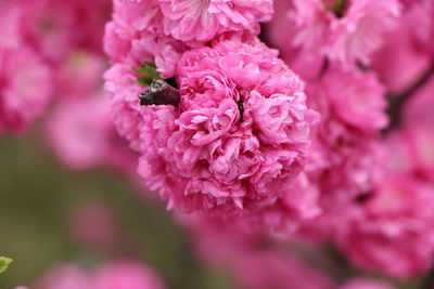 Close-up of pink flowers blooming outdoors