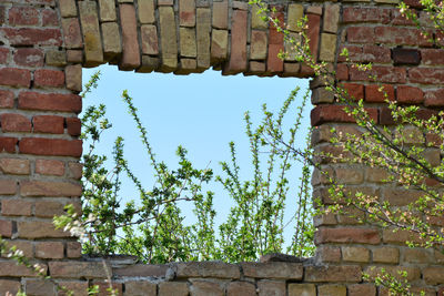 Low angle view of ivy on wall against building