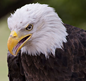 Close-up of bald eagle