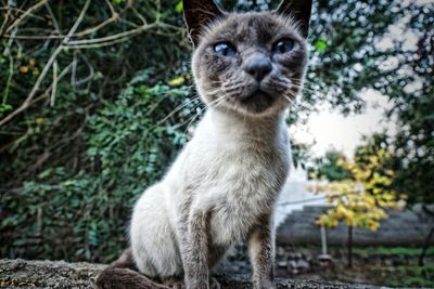 Portrait of a cat