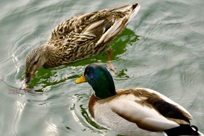 Close-up of mallard duck swimming on lake