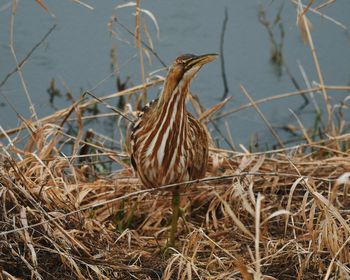 View of bird on dry grass