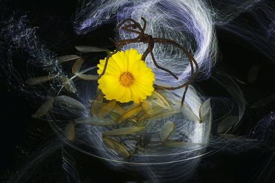 High angle view of yellow flowering plant
