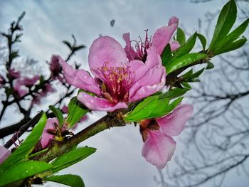 Close-up of pink cherry blossoms