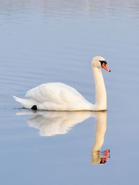 Swan swimming in lake