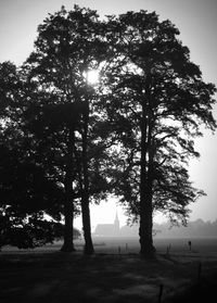 Trees growing on field