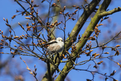 Low angle view of bird perching on tree against sky