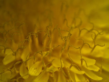 Full frame shot of yellow plant