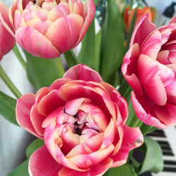 Close-up of pink tulips