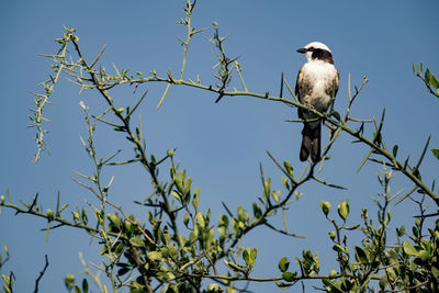 animal wildlife