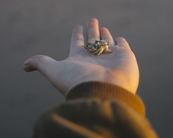 Close-up of hand holding shell