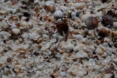 Close-up of shells in sea