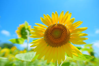 Close-up of sunflower against sky