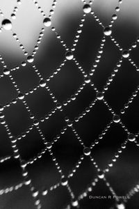 Close-up of water drops on leaf