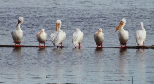 Birds in calm water